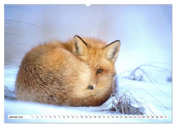 Produktbild: Eiszeit. Winter und Frost in der Natur (Wandkalender 2026 DIN A2 quer), CALVENDO Monatskalender