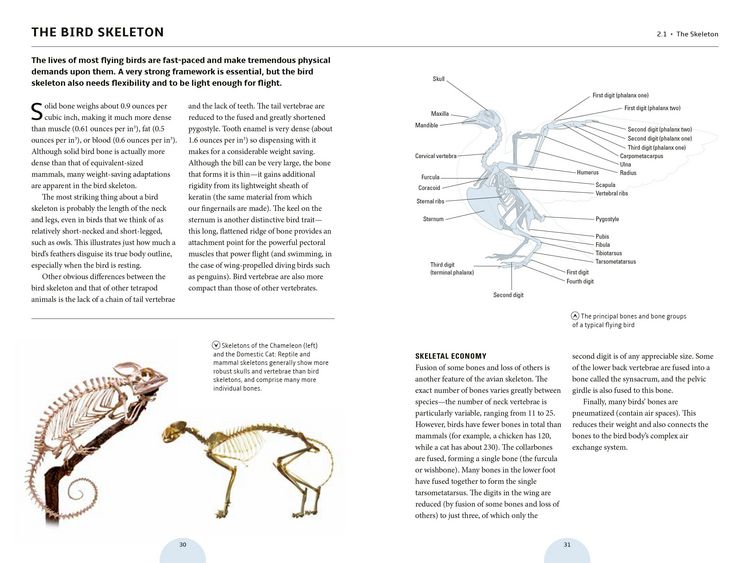 Produktbild: How Birds Work