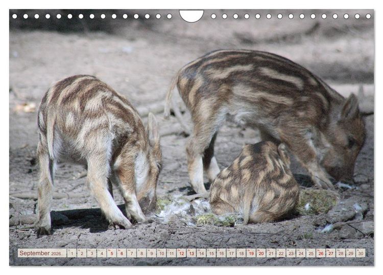 Produktbild: Tierische Schweinerei (Wandkalender 2026 DIN A4 quer), CALVENDO Monatskalender