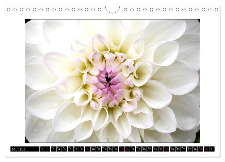 Produktbild: Charmantes fleurs blanches (Calendrier mural 2026 DIN A4 vertical), CALVENDO calendrier mensuel