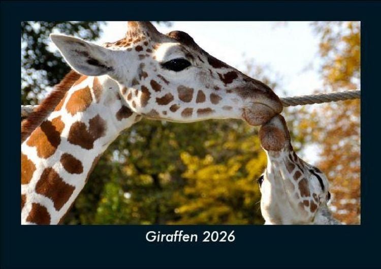 Produktbild: Giraffen 2026 Fotokalender DIN A5