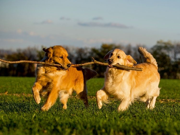 Produktbild: CALVENDO Puzzle Ein Motiv aus dem Kalender Das Gl&uuml;ck hat einen Namen - Golden Retriever | 1000 Teile Lege-Gr&ouml;&szlig;e 64x48cm Foto-Puzzle f&uuml;r gl&uuml;ckliche Stunden