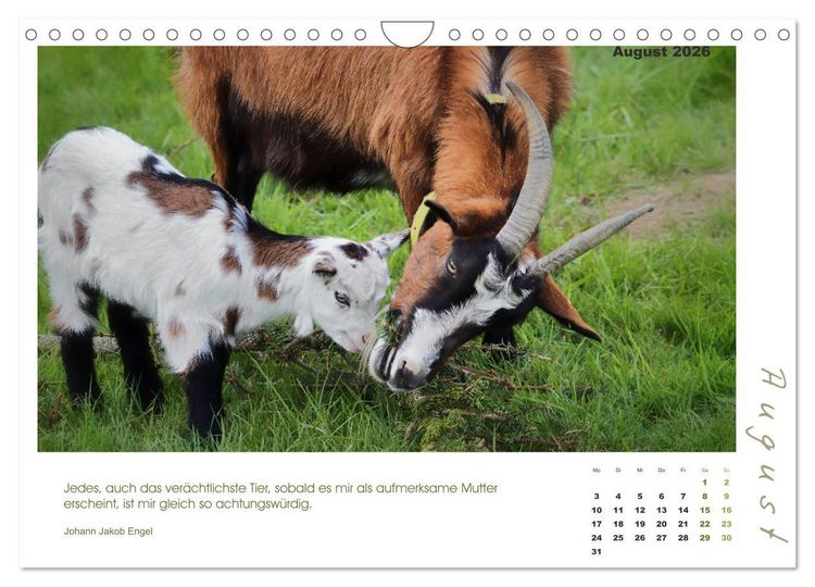 Produktbild: Mutterliebe - Ziegen mit ihren s&uuml;&szlig;en L&auml;mmern (Wandkalender 2026 DIN A4 quer), CALVENDO Monatskalender