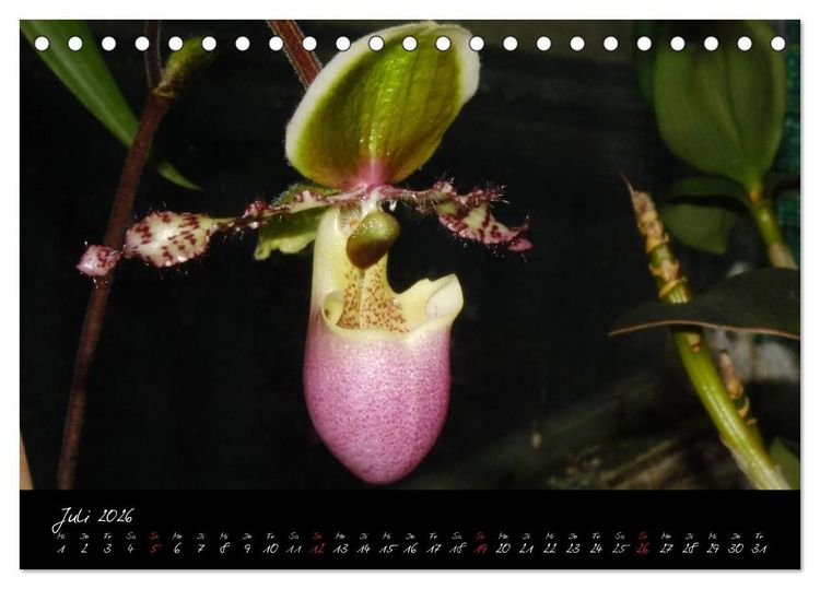 Produktbild: Farbenreiche Orchideen (Tischkalender 2026 DIN A5 quer), CALVENDO Monatskalender
