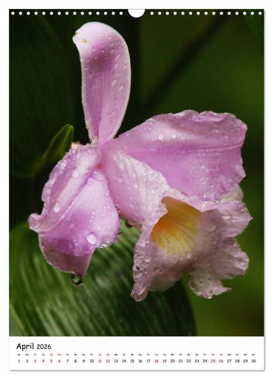 Produktbild: Costa Rica - Fauna & Flora (Wandkalender 2026 DIN A3 hoch), CALVENDO Monatskalender