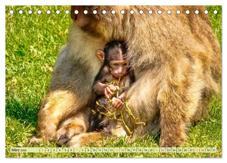 Produktbild: Affen - Affenkinder (Tischkalender 2026 DIN A5 quer), CALVENDO Monatskalender