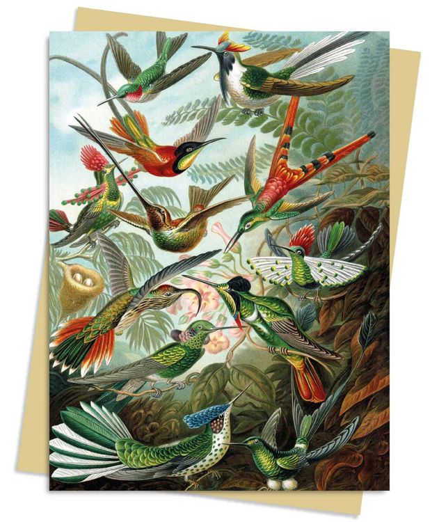Produktbild: Ernst Haeckel: Hummingbirds Greeting Card Pack