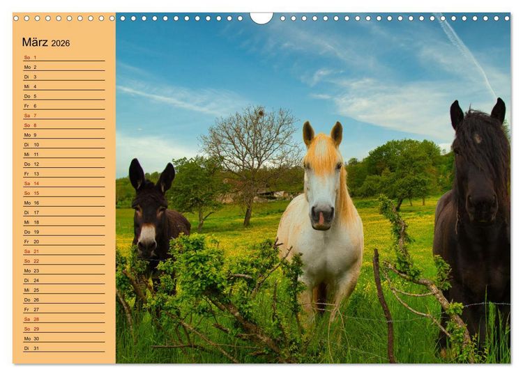 Produktbild: Liebenswerte Esel (Wandkalender 2026 DIN A3 quer), CALVENDO Monatskalender