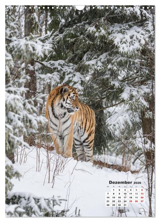 Produktbild: Emotionale Momente: Raubkatzen - die schnellen J&auml;ger. (Wandkalender 2026 DIN A3 hoch), CALVENDO Monatskalender