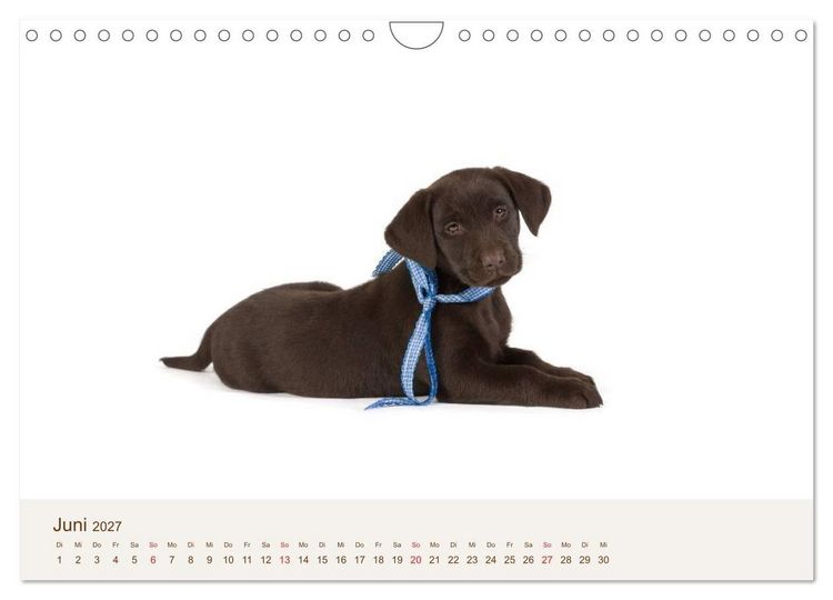 Produktbild: Labrador - Welpen (Wandkalender 2027 DIN A4 quer), CALVENDO Monatskalender