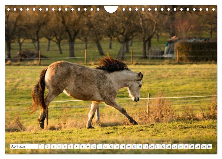 Produktbild: Durch das Jahr mit dem Connemara Pony Holly (Wandkalender 2026 DIN A4 quer), CALVENDO Monatskalender