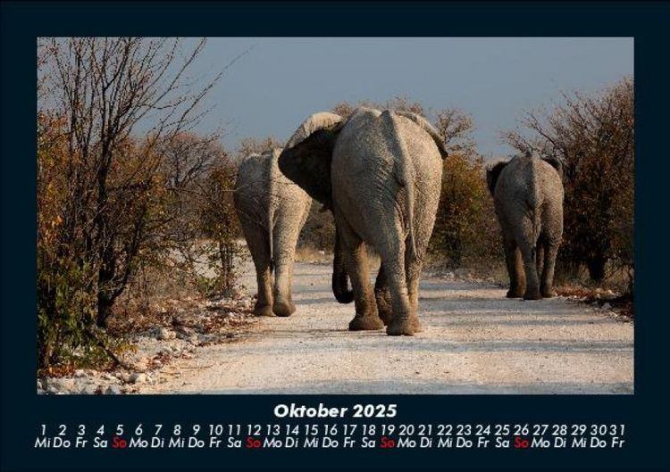 Produktbild: Der Elefantenkalender 2025 Fotokalender DIN A5