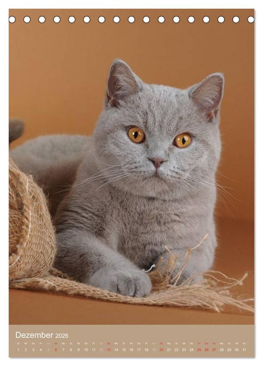 Produktbild: Britisch Kurzhaar Katzenkalender (Tischkalender 2026 DIN A5 hoch), CALVENDO Monatskalender