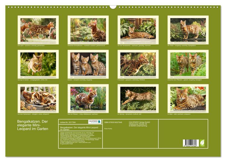 Produktbild: Bengalkatzen. Der elegante Mini-Leopard im Garten (Wandkalender 2026 DIN A2 quer), CALVENDO Monatskalender