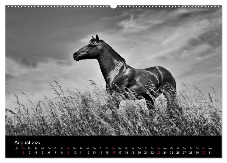 Produktbild: Pferde 2026 Wild Thing (Wandkalender 2026 DIN A2 quer), CALVENDO Monatskalender