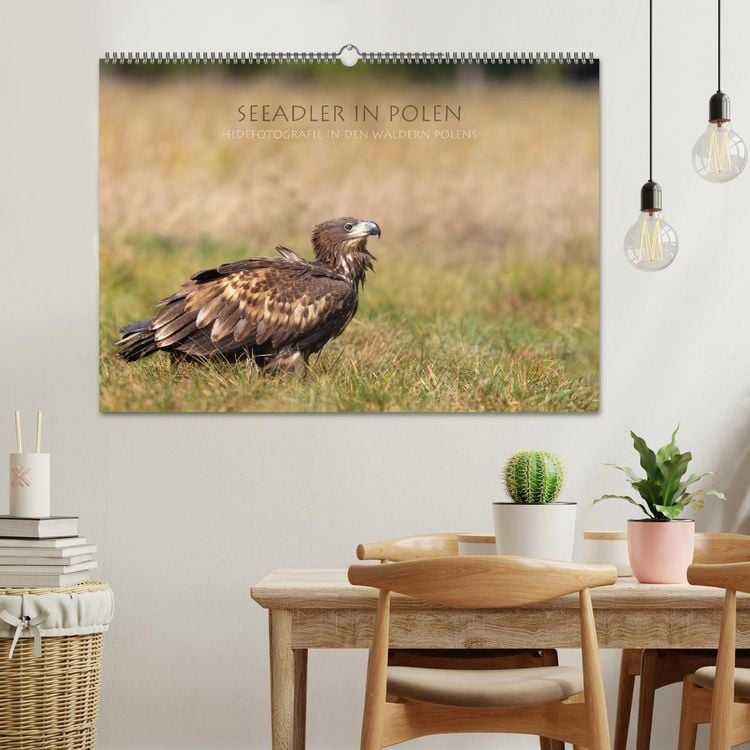 Produktbild: Seeadler in Polen (Wandkalender 2026 DIN A2 quer), CALVENDO Monatskalender