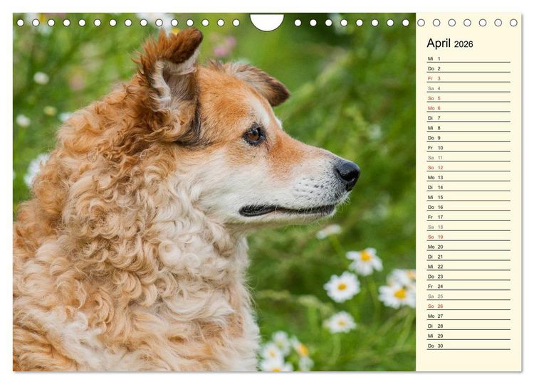Produktbild: Altdeutsche H&uuml;tehunde - Fast vergessen (Wandkalender 2026 DIN A4 quer), CALVENDO Monatskalender