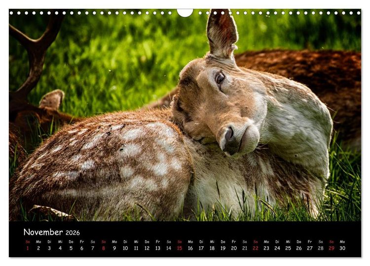 Produktbild: Rehe und Hirsche in freier Natur (Wandkalender 2026 DIN A3 quer), CALVENDO Monatskalender