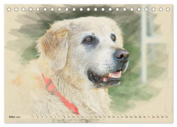 Produktbild: Golden Retriever 2027 (Tischkalender 2027 DIN A5 quer), CALVENDO Monatskalender