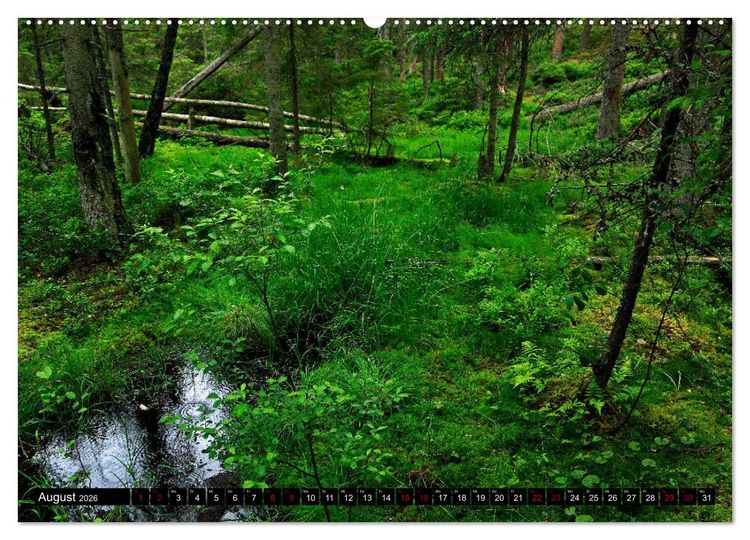 Produktbild: Tiveden, der NatURWALD in Schweden (hochwertiger Premium Wandkalender 2026 DIN A2 quer), Kunstdruck in Hochglanz