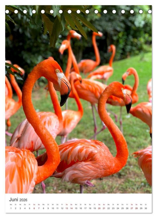 Produktbild: Flamingos in rosa Federpracht. (Tischkalender 2026 DIN A5 hoch), CALVENDO Monatskalender