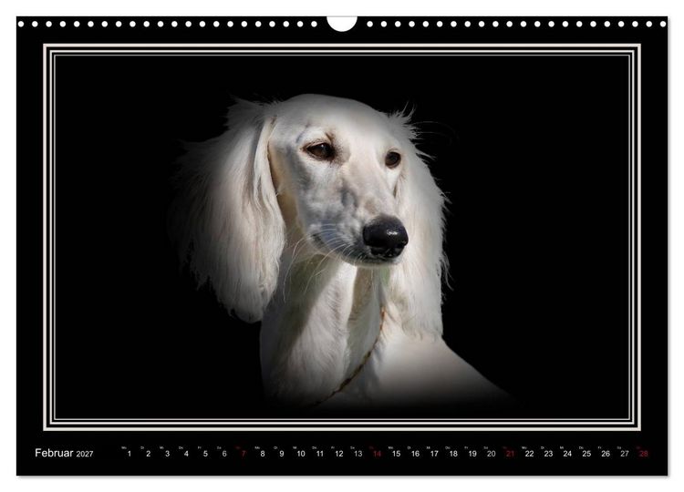 Produktbild: Saluki 2027 (Wandkalender 2027 DIN A3 quer), CALVENDO Monatskalender