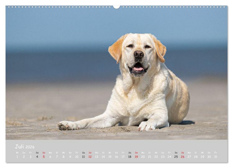 Produktbild: Liebenswerter Labrador 2026 (hochwertiger Premium Wandkalender 2026 DIN A2 quer), Kunstdruck in Hochglanz