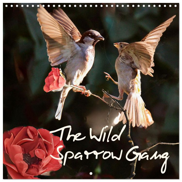 Produktbild: The Wild Sparrow Gang (Wall Calendar 2026 12 &times; 12 Inch) CALVENDO 12 Month Wall Calendar