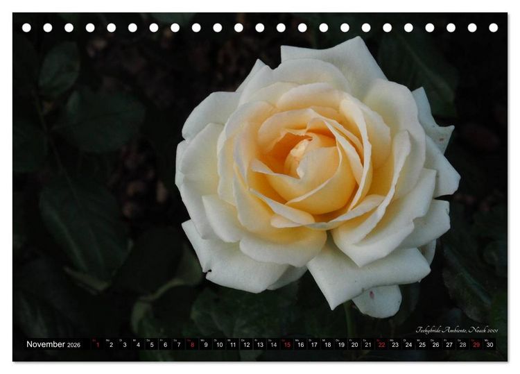 Produktbild: Edle Rosen (Tischkalender 2026 DIN A5 quer), CALVENDO Monatskalender