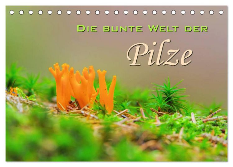Produktbild: Die bunte Welt der Pilze (Tischkalender 2026 DIN A5 quer), CALVENDO Monatskalender