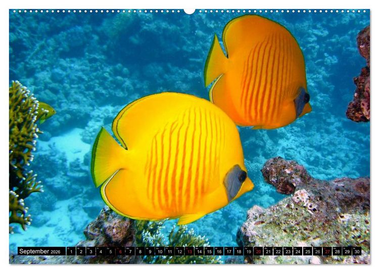 Produktbild: Fische und Meerestiere (hochwertiger Premium Wandkalender 2026 DIN A2 quer), Kunstdruck in Hochglanz