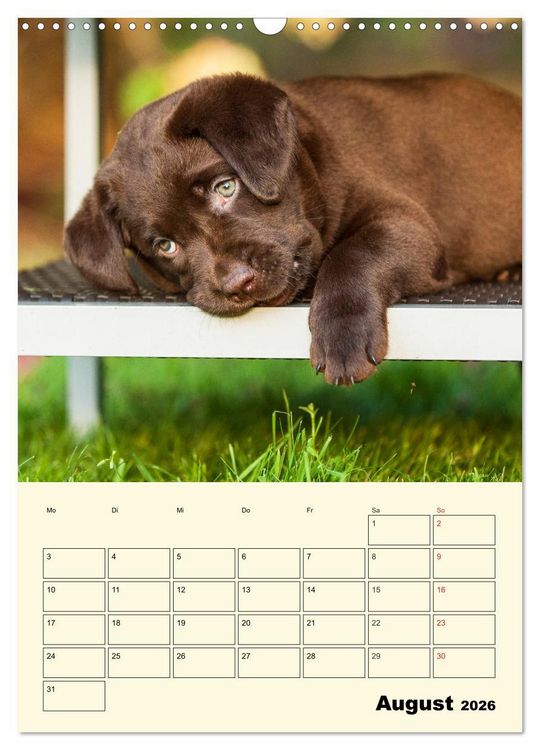 Produktbild: Familienplaner - Labrador Welpen entdecken die Welt (Wandkalender 2026 DIN A3 hoch), CALVENDO Monatskalender