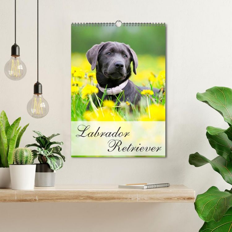 Produktbild: Labrador Retriever (Wandkalender 2026 DIN A3 hoch), CALVENDO Monatskalender