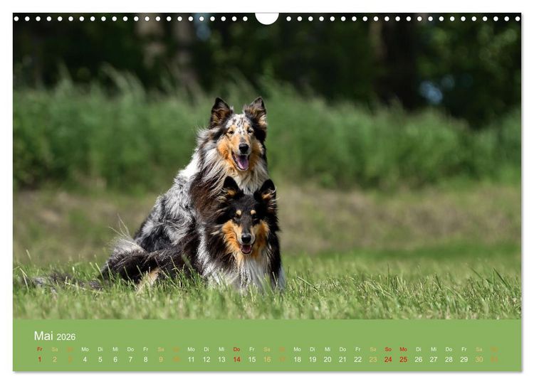 Produktbild: Fantastische Collies - Sieger der Herzen (Wandkalender 2026 DIN A3 quer), CALVENDO Monatskalender
