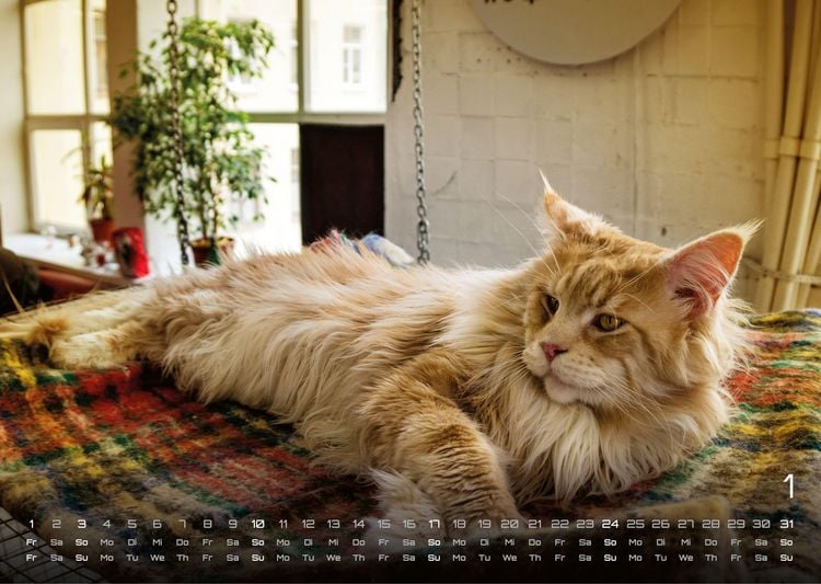 Produktbild: Miau - Unsere Stubentiger - Der Katzenkalender - 2027 - Kalender DIN A3