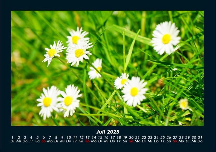 Produktbild: Blumentr&auml;ume 2025 Fotokalender DIN A4