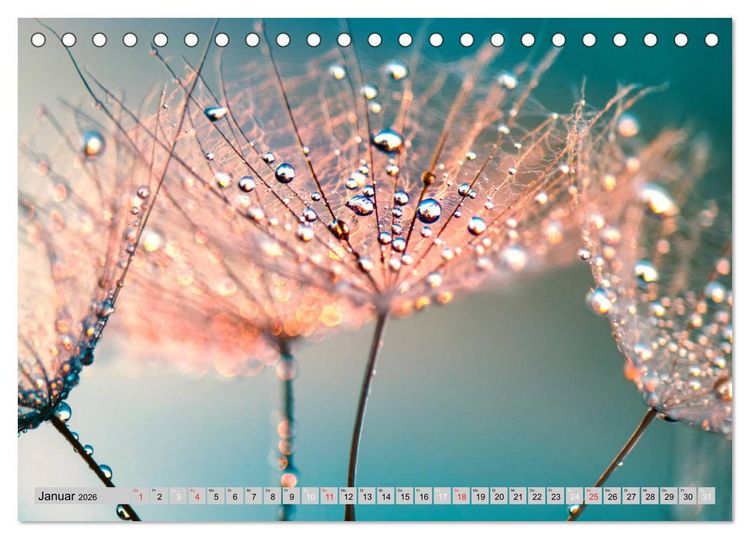 Produktbild: PusteblumenZauber (Tischkalender 2026 DIN A5 quer), CALVENDO Monatskalender
