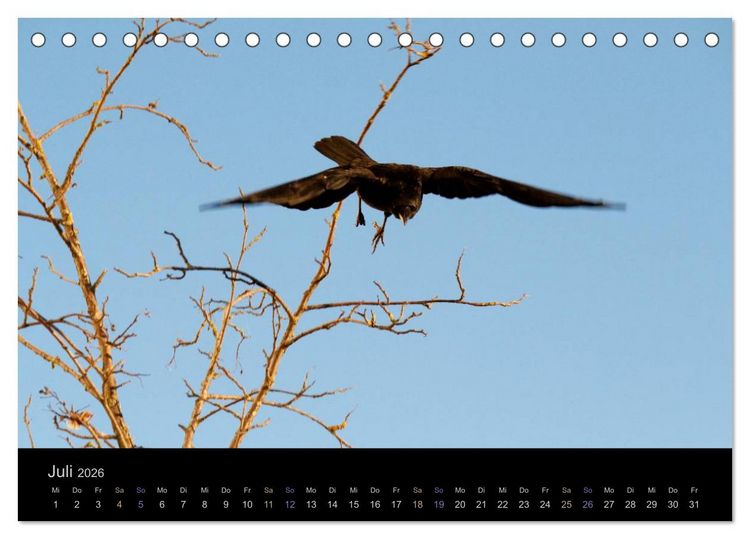 Produktbild: Rabenschwarze Impressionen - meike-ajo-dettlaff.de via wildvogelhlfe.org (Tischkalender 2026 DIN A5 quer), CALVENDO Monatskalender