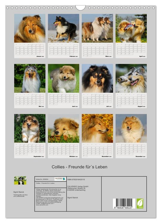 Produktbild: Collies - Freunde f&uuml;r&acute;s Leben (Wandkalender 2026 DIN A3 hoch), CALVENDO Monatskalender