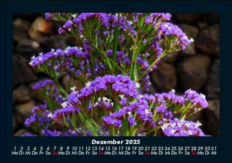 Produktbild: Blumentr&auml;ume 2025 Fotokalender DIN A5