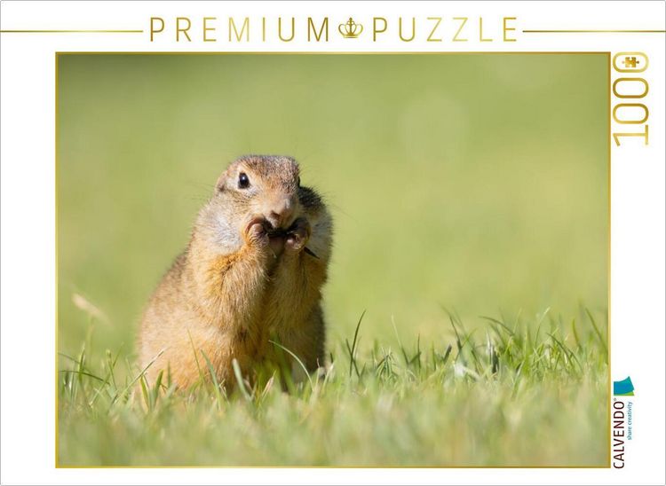 Produktbild: CALVENDO Puzzle Ziesel knabbert | 1000 Teile Lege-Gr&ouml;&szlig;e 64x48cm Foto-Puzzle f&uuml;r gl&uuml;ckliche Stunden