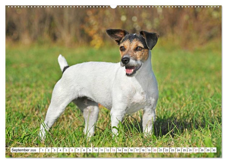 Produktbild: 100000 Volt auf vier Pfoten - Jack und Parson Russell Terrier (Wandkalender 2026 DIN A2 quer), CALVENDO Monatskalender