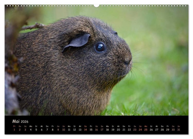 Produktbild: Meerschweinchen - Kleine s&uuml;&szlig;e Fellnasen (hochwertiger Premium Wandkalender 2026 DIN A2 quer), Kunstdruck in Hochglanz