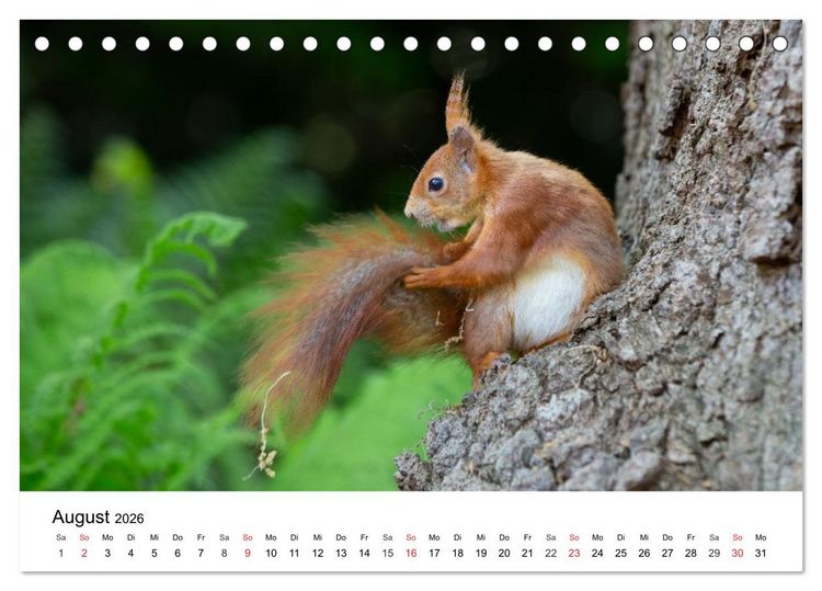 Produktbild: Eichh&ouml;rnchen - Kleine Kobolde im Roten Pelz (Tischkalender 2026 DIN A5 quer), CALVENDO Monatskalender