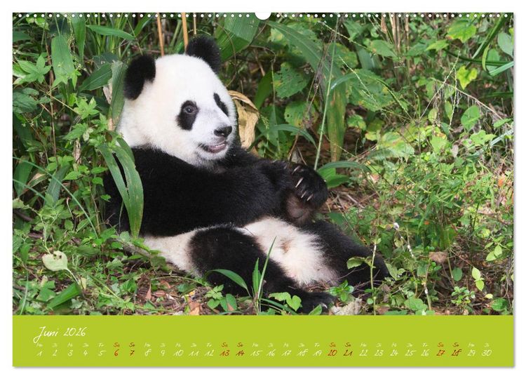 Produktbild: Der Gro&szlig;e Panda Ein kuscheliger Geselle (hochwertiger Premium Wandkalender 2026 DIN A2 quer), Kunstdruck in Hochglanz