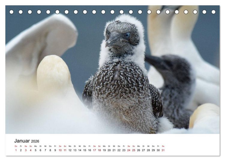 Produktbild: Mitreisekalender 2026 Helgoland (Tischkalender 2026 DIN A5 quer), CALVENDO Monatskalender
