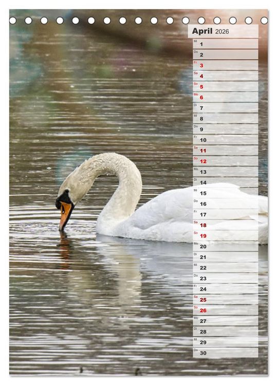 Produktbild: Stolze Schw&auml;ne (Tischkalender 2026 DIN A5 hoch), CALVENDO Monatskalender