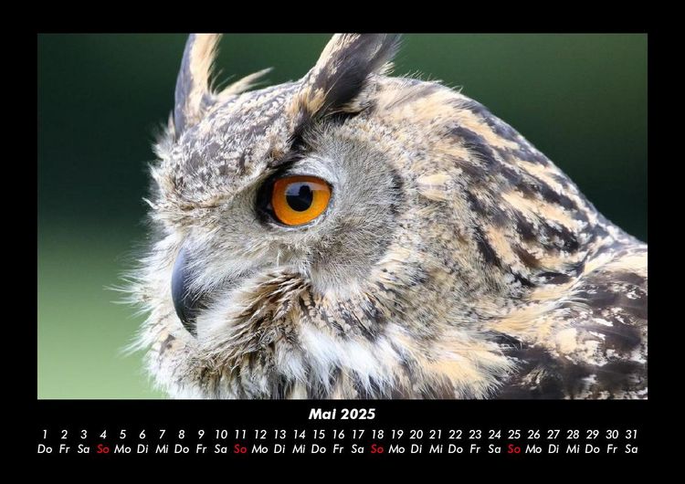 Produktbild: Tiere in der Wildnis 2025 Fotokalender DIN A3