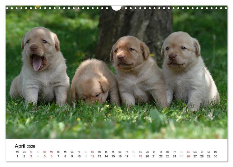 Produktbild: Labrador Welpen (Wandkalender 2026 DIN A3 quer), CALVENDO Monatskalender