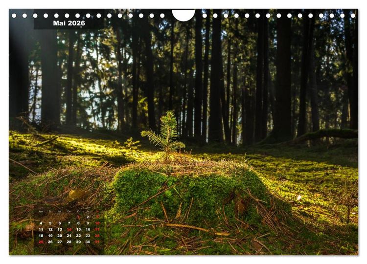 Produktbild: Zauberhafte Waldlandschaften (Wandkalender 2026 DIN A4 quer), CALVENDO Monatskalender